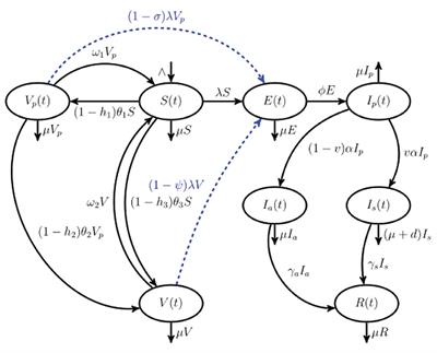 Transmission of COVID-19 in the presence of single-dose and double-dose vaccines with hesitancy: mathematical modeling and optimal control analysis